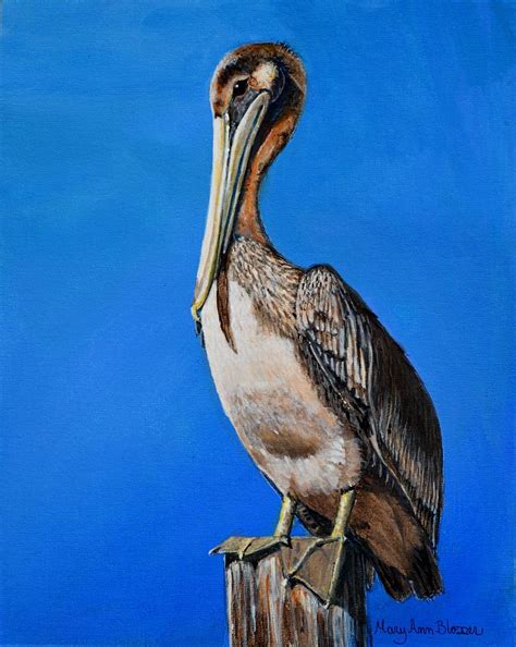 Florida Brown Pelican Painting By Mary Ann Blosser Fine Art America