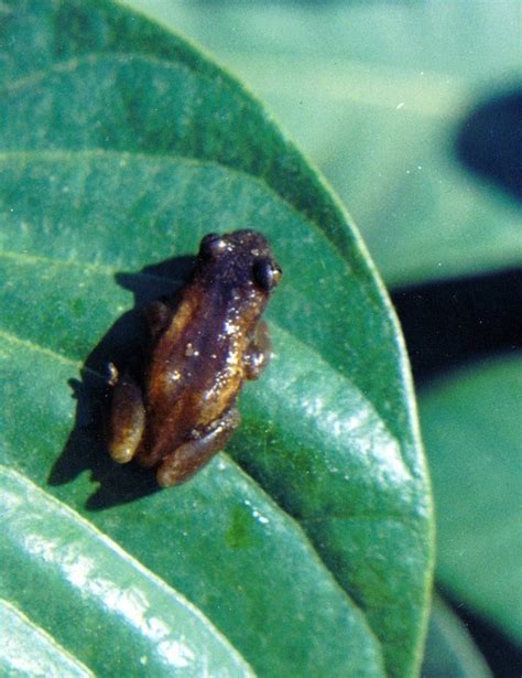 Natal Spiny Reed Frog Frogs Of South Africa · Inaturalist