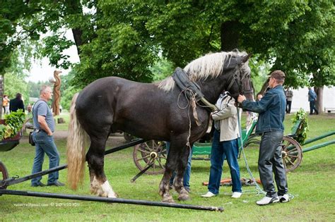 javas  lithuanian heavy draft stallion horses draft horses