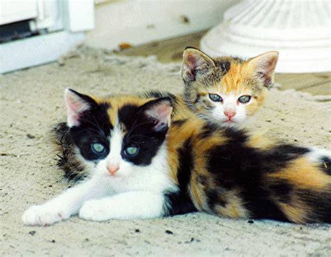 free picture kittens