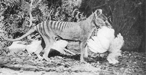 Thylacine Wikipedia