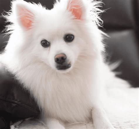 The Top 12 Fluffiest Dog Breeds That Ever Floofed Barkpost