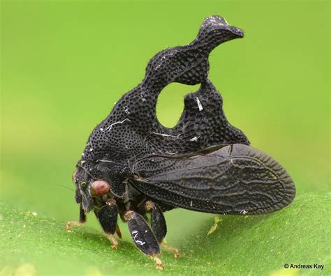 Treehopper Cladonota Sp Membracidae Weird Insects Macro