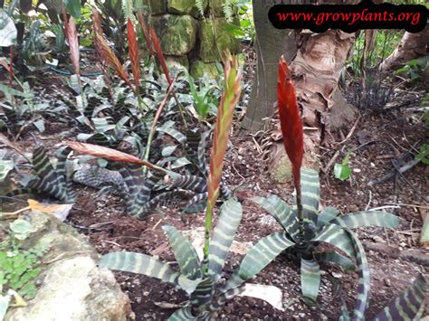Vriesea Splendens How To Grow And Care