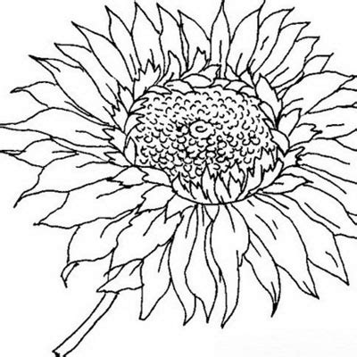 Kami telah menyajikan contoh gambar sketsa bunga, gambar bunga, serta contoh lukisan beraneka macam bunga, seperti bunga matahari, mawar, tulip, sakura, teratai, sepatu, melati, dll. Mewarnai Gambar Bunga Matahari - Aneka Gambar Gambar