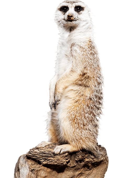 Meet A Meerkat National Zoo And Aquarium
