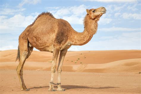 Camello De Arabia Características Comportamiento Y Hábitat Mis Animales