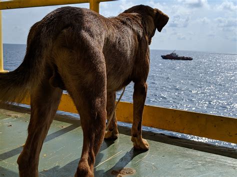 Pics Dog Rescued After Found Swimming 220 Kilometres Out At Sea
