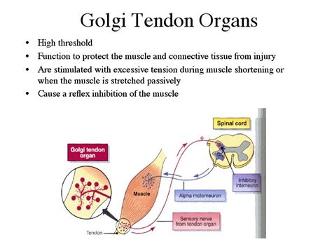 Download scientific diagram | tendon structure and composition. image of golgi tendon organ - Google Search | Sensory nerves, Yoga anatomy, Nursing study
