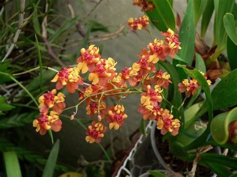 Oncidium Orchids Oncidium Twinkle Orange Orchid Forum By The Orchid