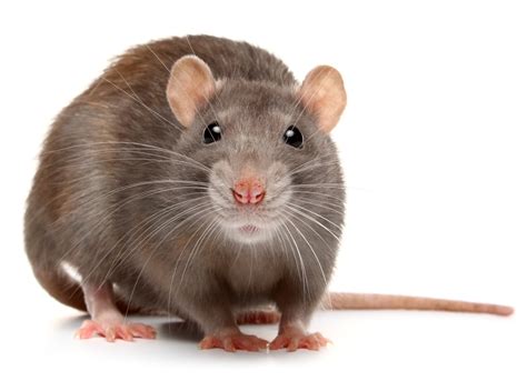 Nyputsade råttor gav ledtrådar till hur hjärnan väljer beteende