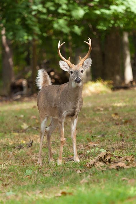 Whitetailed Deer Buck Stock Photo Image Of Tail Natural 77682552