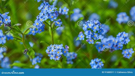 Blue Spring Flowers Stock Image Image Of Garden Botanical 91680511