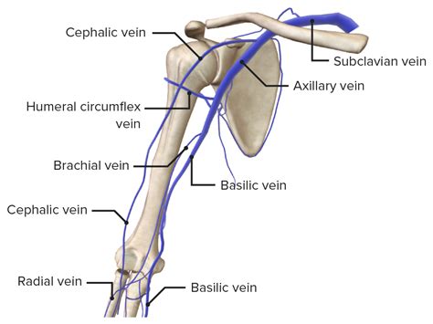 Arm Anatomy Video Lecturio Medical