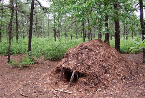 Emergency Survival Shelters In The Wilderness