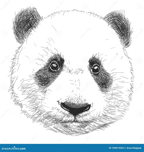 Hand Gezeichnetes Porträt Des Pandas Schwarzweiss Vektorgekritzel