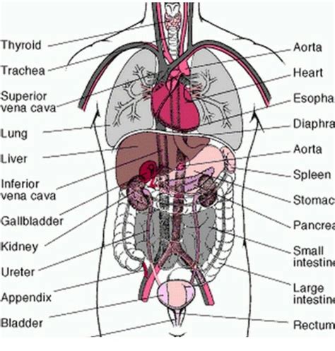 Diagram Of A Human Body With Organs