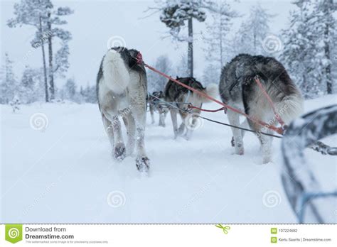 Sled Dogs Running And Pulling A Sled On A White Winter Day Stock Photo