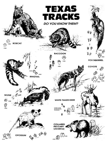 Texas Tracks Do You Know Themresources