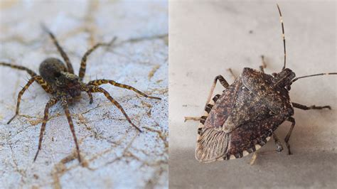 18 Common House Bugs To Know What Insects Live In Houses