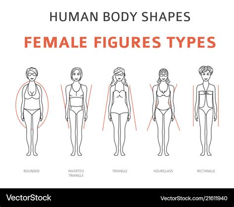 Human Body Shapes Female Figures Types Set Simple Vector Image