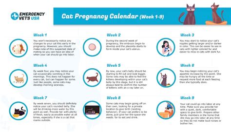 Pregnant Cat Labor Signs Behavior And Timeline Were All About Cats