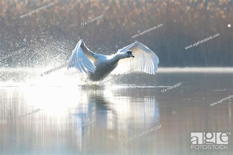 Mute Swan Flies Over The Lake Stock Photo Picture And Rights Managed