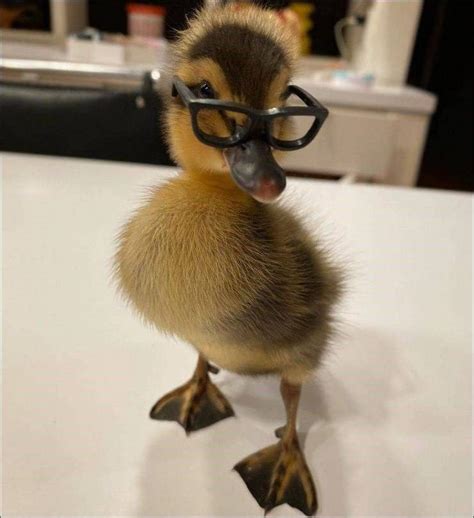 Photos That Say More Than Just A Thousand Words Cute Ducklings Cute