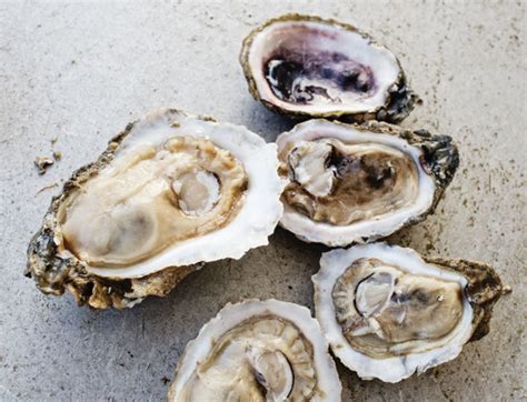 Pearls of the Oyster World | Houstonia