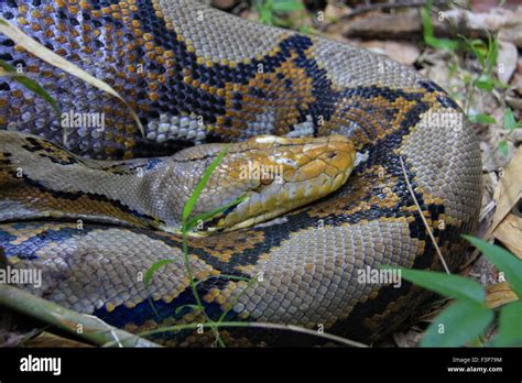 Reticulated Python Python Reticulatus In Thailand Stock Photo Alamy