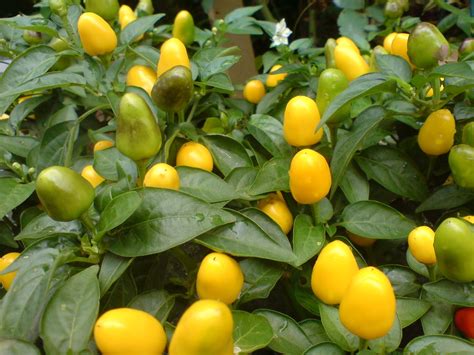 Pimenta Com Folhas Amareladas