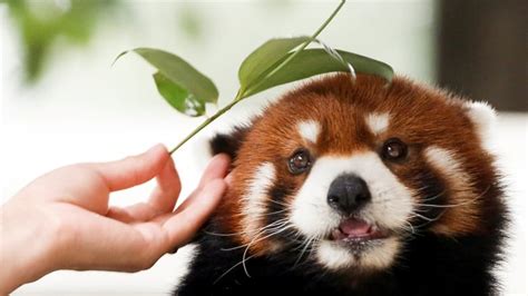 There Are 2 Different Species Of Red Pandas Genetic Study Shows Cbc News