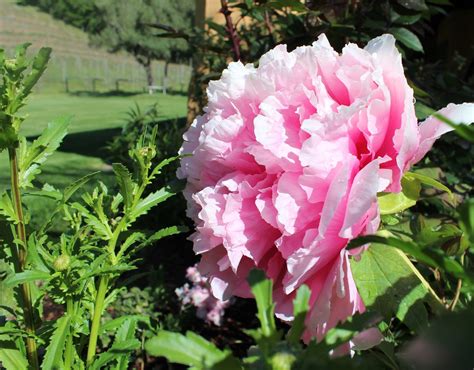 We did not find results for: Tickety-boo Health Coaching: Pink Peonies