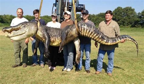 727 Pound Alligator Hunters Capture Heaviest Alligator On Record In