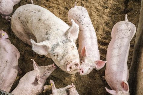 High Angle View Of Pigs Standing In Pigpen Stock Photo