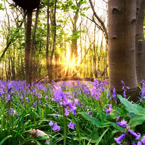 Spring Bluebells In A Forest On Bluebells Landscape