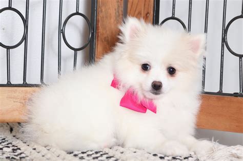 We did not find results for: Buttercup- Beautiful White Female ACA Pomeranian Puppy - Florida Puppies Online