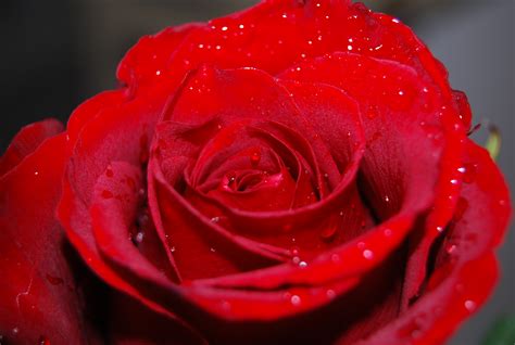 Red Roses Hd Wallpapers Free Red Roses Hd Wallpapers Downlaod Red