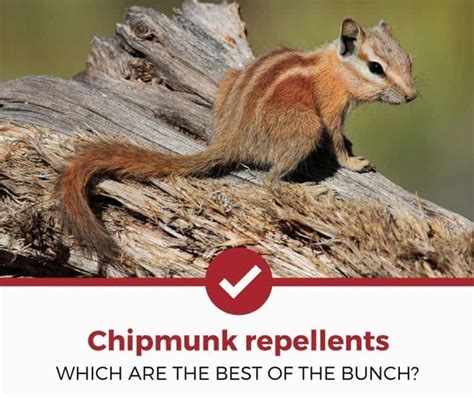 Best Chipmunk Repellents Chipmunk Repellent Chipmunks Repellent Homemade