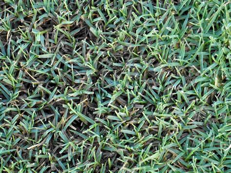 Grass Types That Thrive In Granbury Tx Lawns