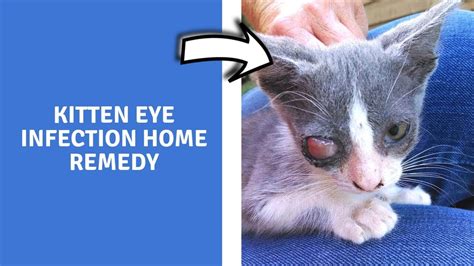 kitten eye infection home remedy home remedies for upper respiratory infection in cats youtube