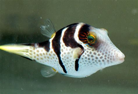 The Valentini Pufferfish Also Called The Toby Pufferfish