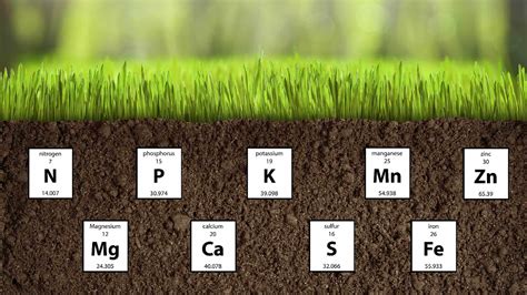 An Easy Guide To The Nutrients In Your Soil Lawnstar