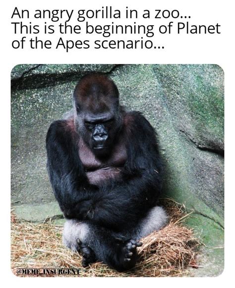 The best ape memes :) Memedroid