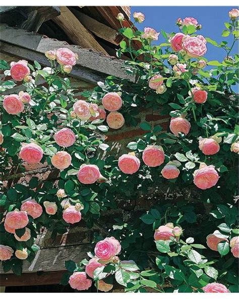 Rosier Grimpant Pierre De Ronsard Â Meiviolin Ã Fleurs Roses Jardin