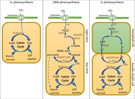 Schematic Diagram Of C3 Cam And C4 Photosynthesis Rubisco