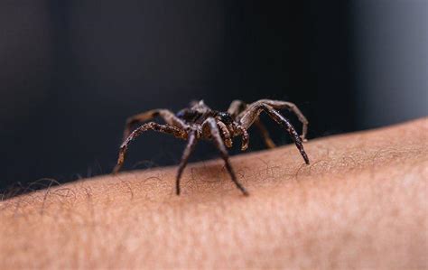 Blog Get Rid Of Spiders In Your Folsom Home Once And For All