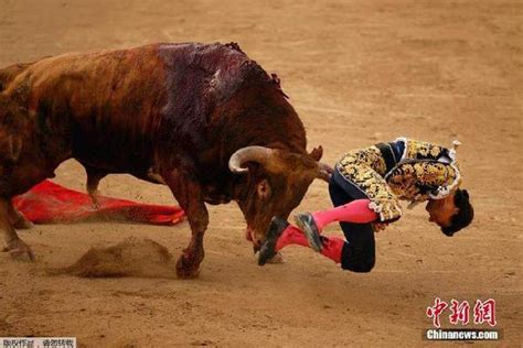 西班牙斗牛士被公牛顶飞 场面惊险万分（图）斗牛士公牛凤凰资讯