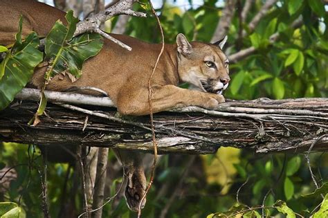 Beautiful Cougar Feline Cougar Big Cat Wild Wildlife Bonito Hd Wallpaper Peakpx
