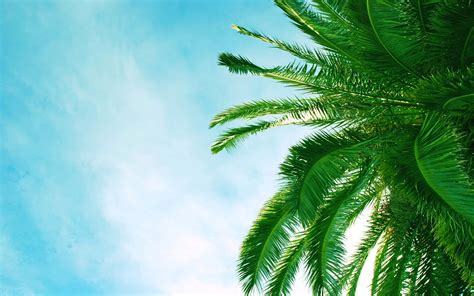 Download A Palm Tree Soaked In The Sunshine